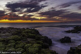 Green Algae Sunset