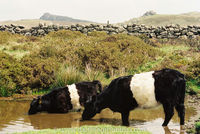 Beltted Galloways cooling off!