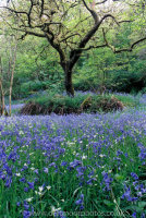 Bluebells and oak