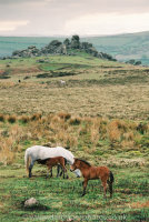Dartmoor Gray Mare and foals