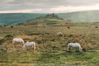 Dartmoor Ponies and foals with Bonehill Rocks