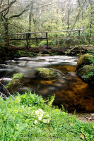 Clam Bridge with Primrose