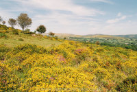 Slopes of Corndon Tor