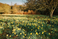 Wild Daffodils, Dunsford Woods