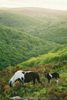 Dart Gorge Dartmoor Mare and Foal