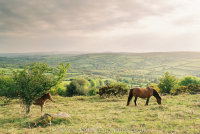 Widecombe Valley Dartmoor mare and foal