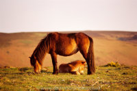 Dartmoor Mare framing foal