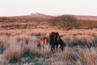 Dartmoor mare and foal