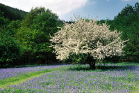 Bluebells May Blossom Dunsford Woods
