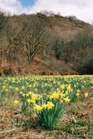 Wild Daffodils Dunsford Woods