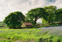 Bluebells Emsworthy Barn