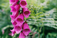 Foxglove and fern