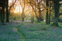 Bluebell woodland sunrise