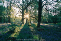Bluebell Sunrise Gidleigh Park