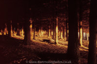 Dusk Pines Halshanger