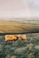 Highland cow and calf Hamel Down
