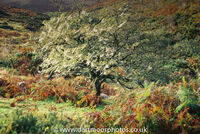 Hawthorn with Lichens
