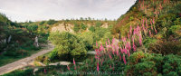 Haytor Quarry with foxgloves