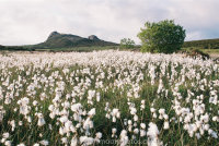 Cotton grass with Haytor
