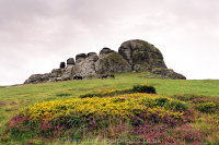 Haytor Heather and Gorse