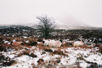 Black Face Sheep with Haytor in the mist