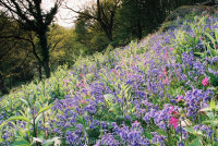 Bluebells and Red Campion Lustleigh Cleave