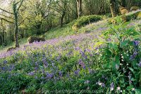 Bluebells Lustleigh Cleave