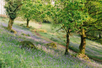 Heaven's Gate bluebells