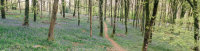 Hembury Woods Bluebell Panorama