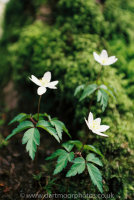 Wood Anemone, Hembury Woods