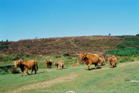Highland Cattle Headland Warren