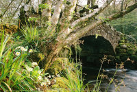 Primroses Hisley Bridge