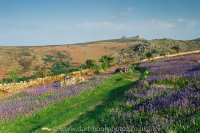 Bluebells Holwell Lawn to Haytor