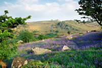 Bluebells with Haytor, Dartmoor