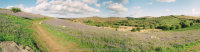 Holwell lawn to Haytor Bluebell panorama