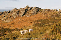 Honeybag Tor with Welsh Mountain Ram