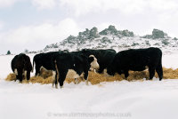Herefords Houndtor