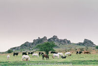 Houndtor