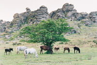 Houndtor