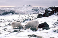 Houndtor to Haytor sheep