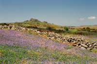Bluebells Houndtor with dry stone wall
