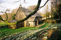 Huccaby snowdrops evening light