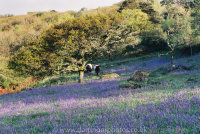 Belted Galloways and bluebells, Lustleigh Cleave first light