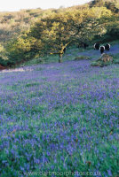 Bluebells, oak and Belted Galloways at dawn, Lusteigh Cleave