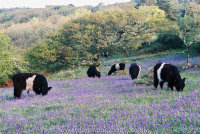 Belted Galloways grazing amongst bluebells, Lustleigh Cleave