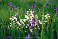 Cuckoo flowers and bluebells in Dartmoor meadow, first light