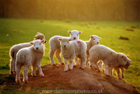 White Faced Dartmoor Lambs