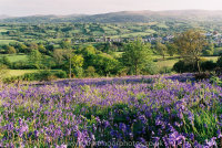 Bluebells with Moretonhampstead