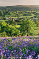 Bluebells Moretonhampstead