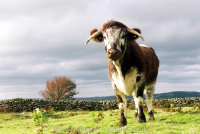 Old English Longhorn
